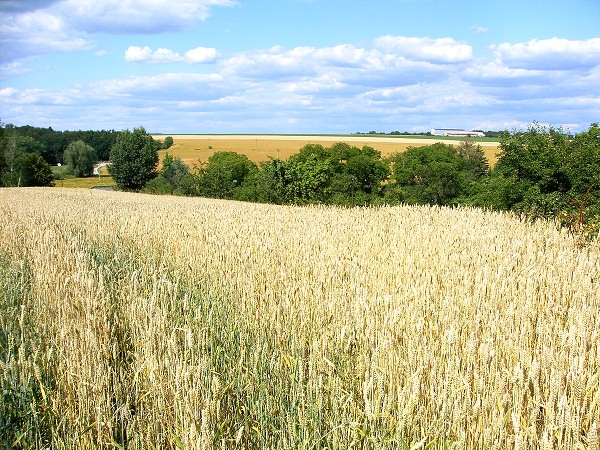 KOKOŘÍN A OKOLÍ